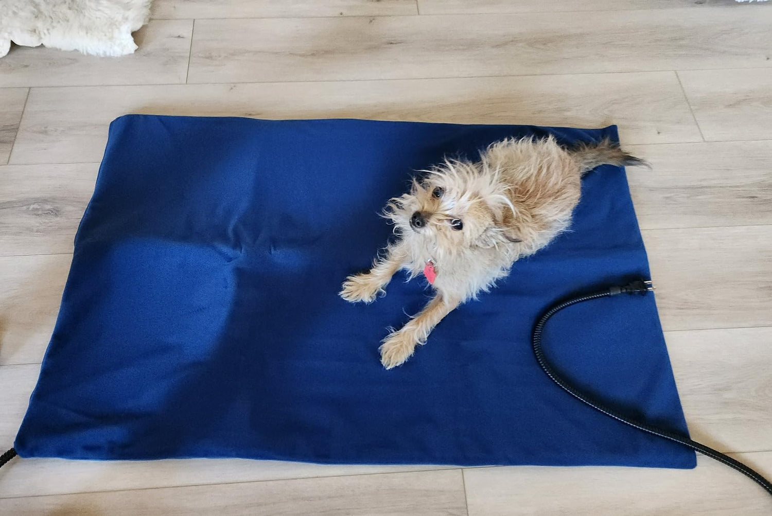 Pet Heater