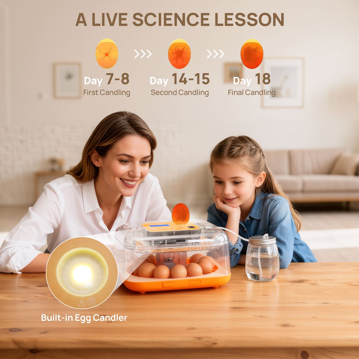 A LIVE SCIENCE LESSON 

Built-in Egg Candler

First Candling (Day 7-8)
Check for spiderweb-like blood vessels to confirm fertility.

Second Candling (Day 14-15)
Look for a larger, darker, moving embryo shadow.

Final Candling (Day 18)
The egg should appear dark with a clear air cell at the end.
